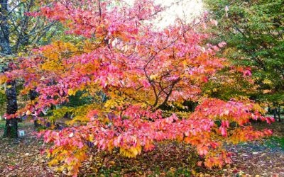 l’arboretum de Montagnac